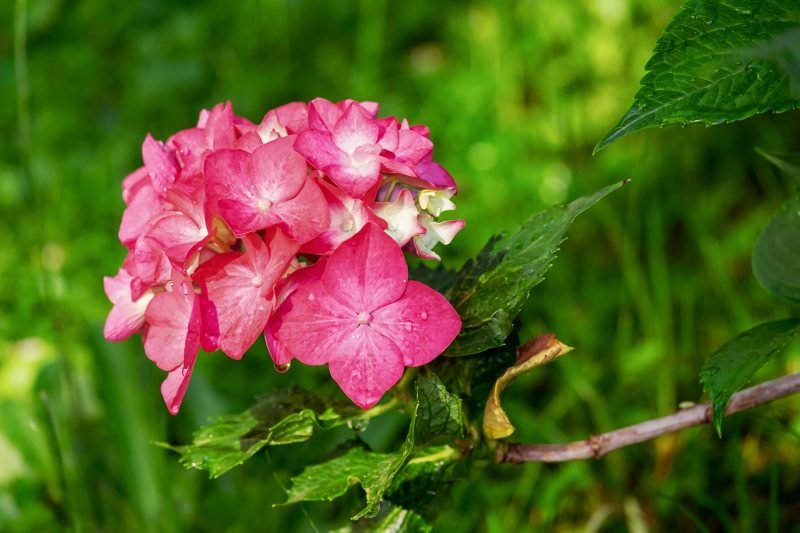 Drobna różowa hortensja w ogrodzie